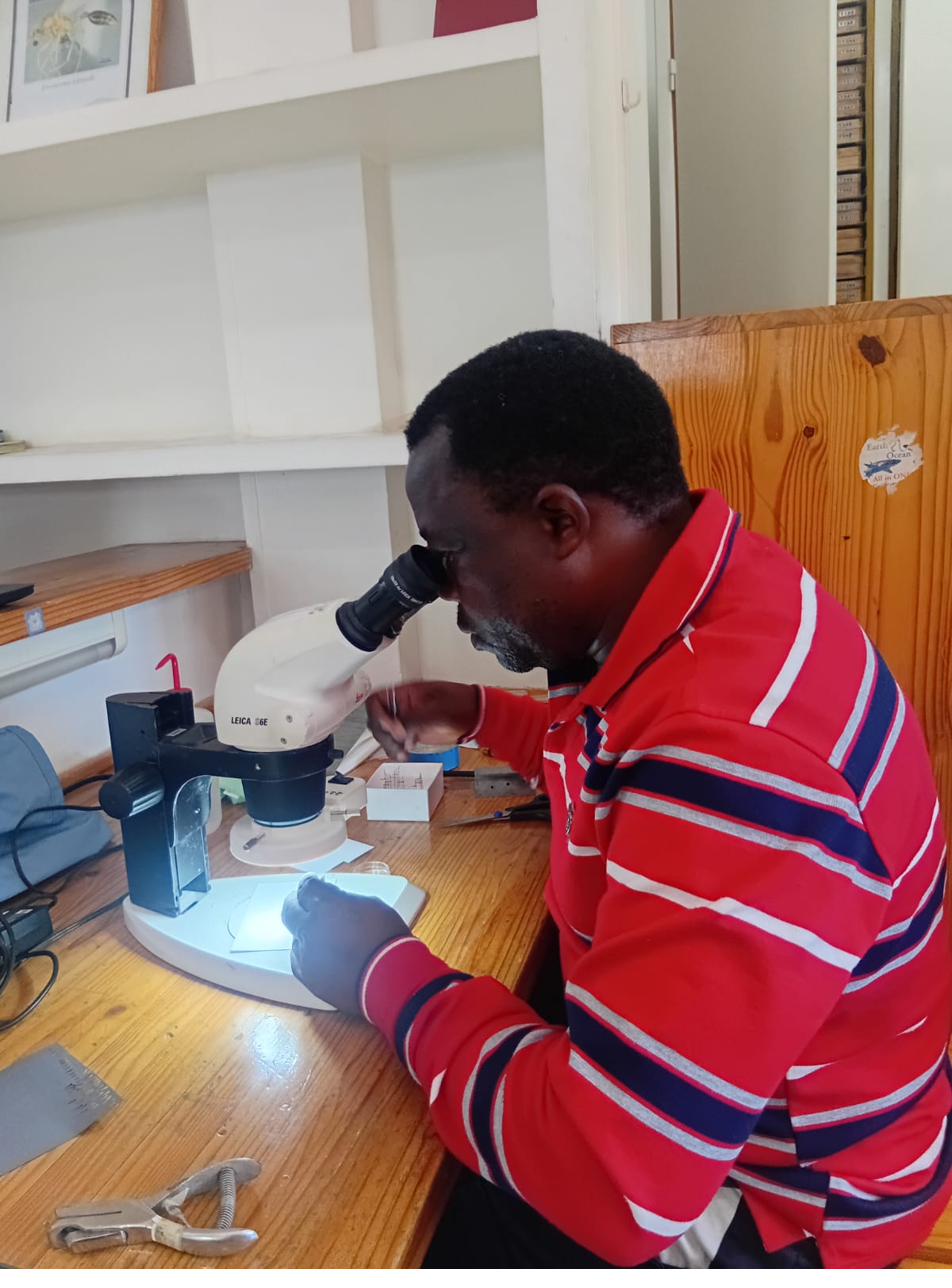 Jairus examining ant specimens through a Leica microscope