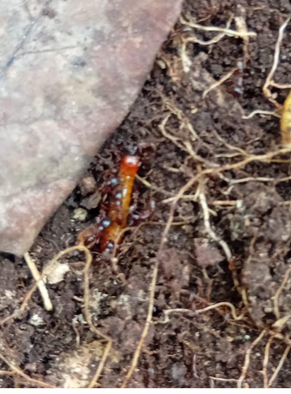 A dense colony of dark red ants surrounding green foliage