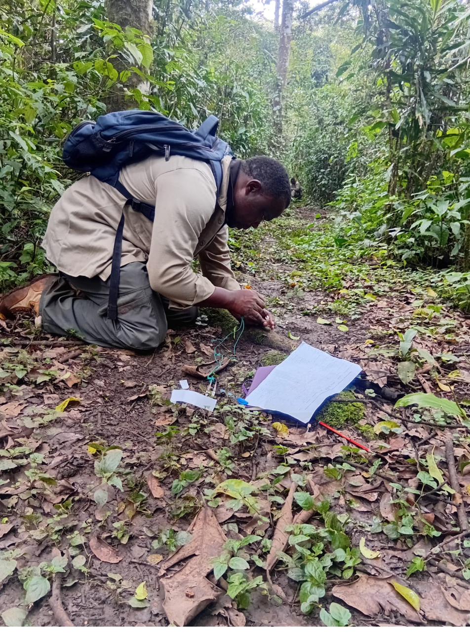 Research team carrying samples along a forest road