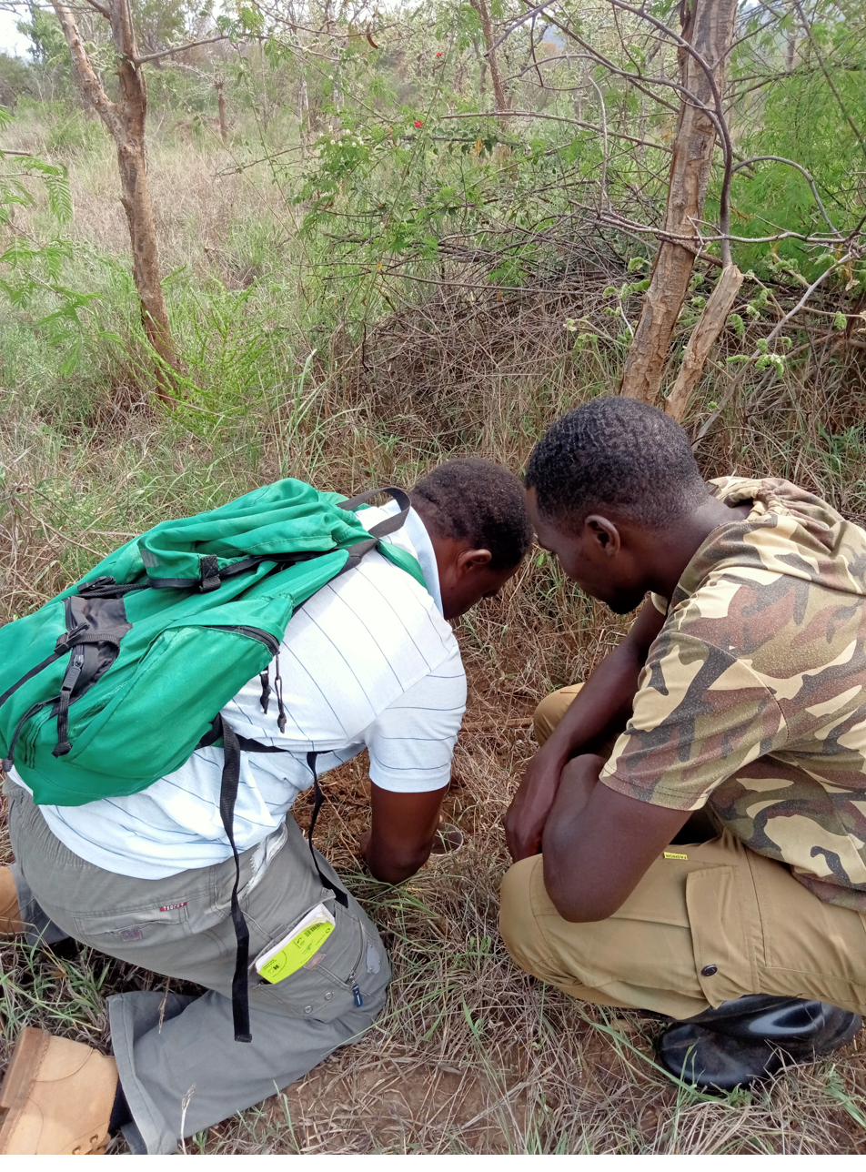 Climbing a tree to collect arboreal ant specimens